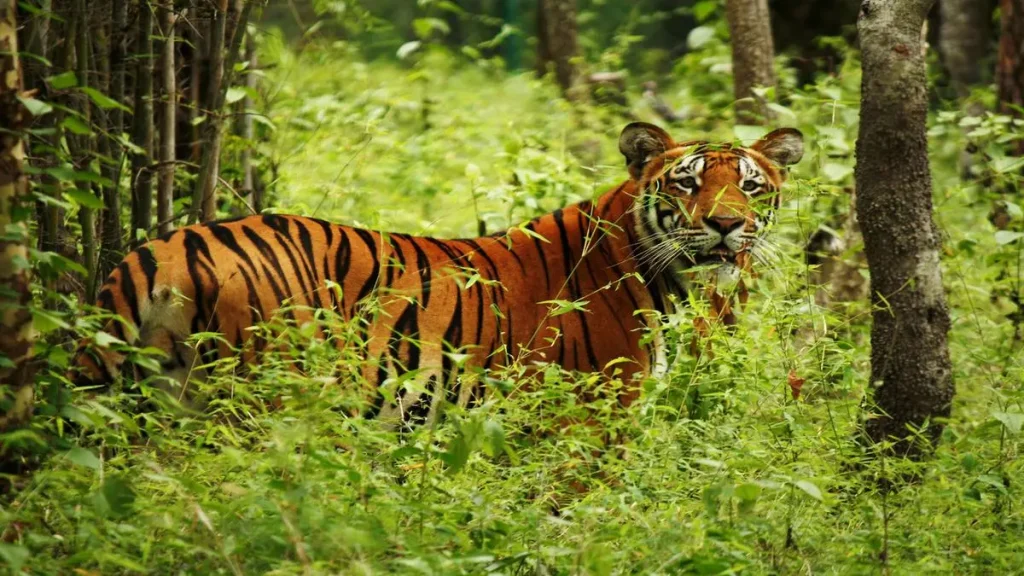 Bardiya National Park