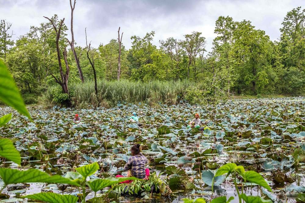 Ghodaghodi Lake