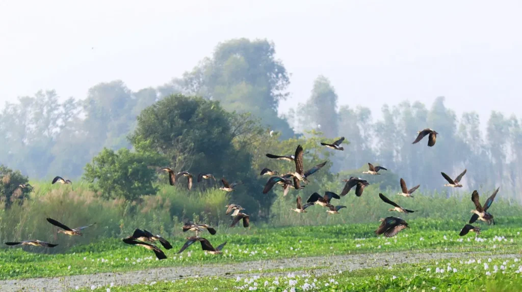 Ghodaghodi lake Kailali
