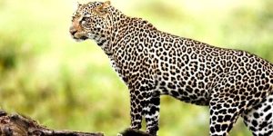 Shuklaphanta National Park