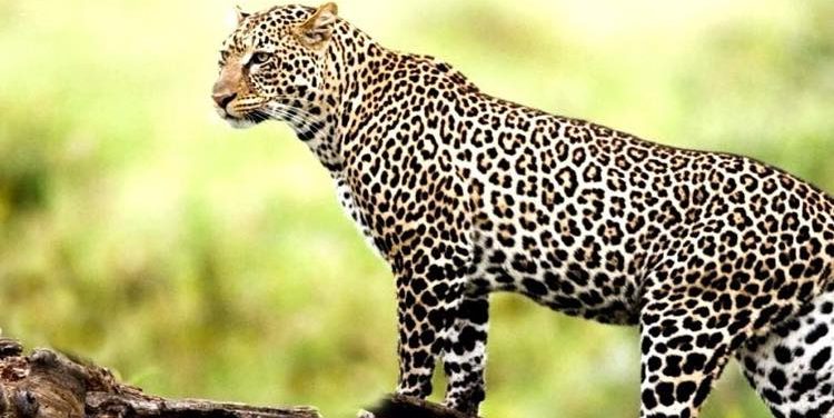 15 MAGNIFICENT Species That Make Shuklaphanta National Park a MUST-VISIT Destination