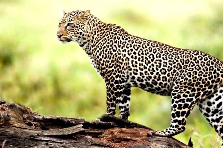 Shuklaphanta National Park
