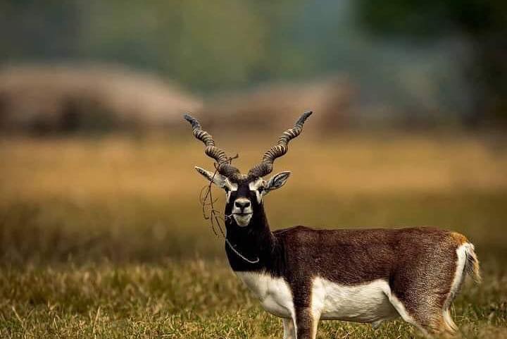 Shuklaphanta National Park