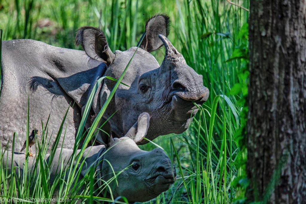 Shuklaphanta National Park