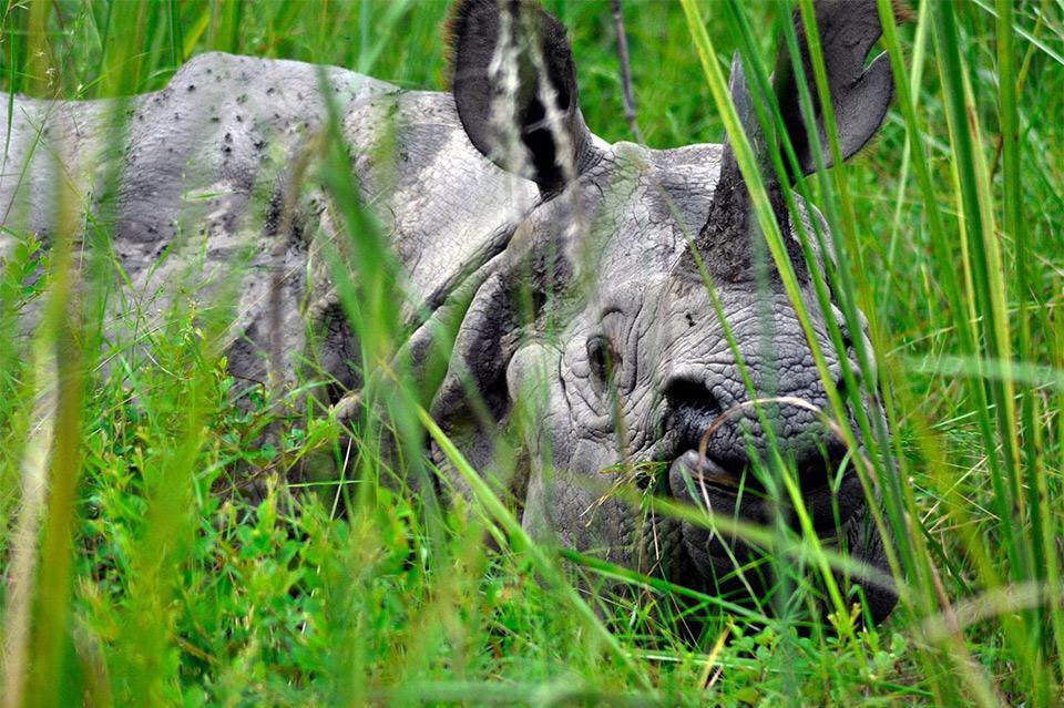 Far West Nepal Wildlife Encounters